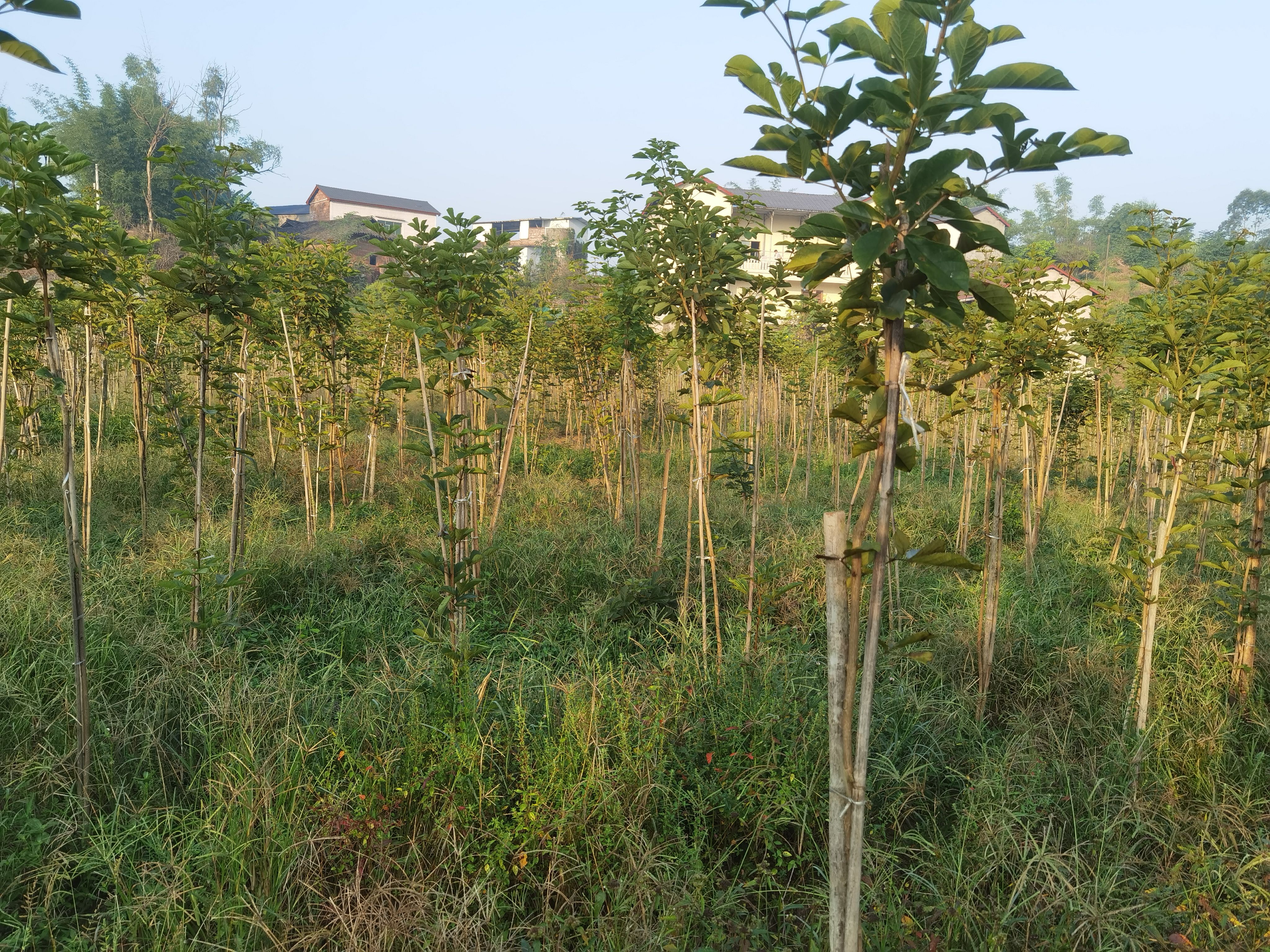  大量黄花风铃木