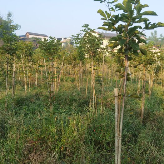 泸州 大量黄花风铃木