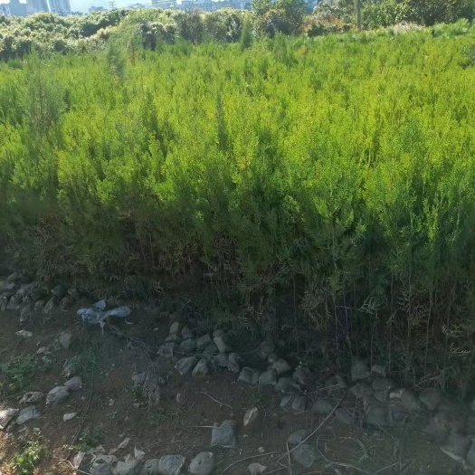 昆明 侧柏