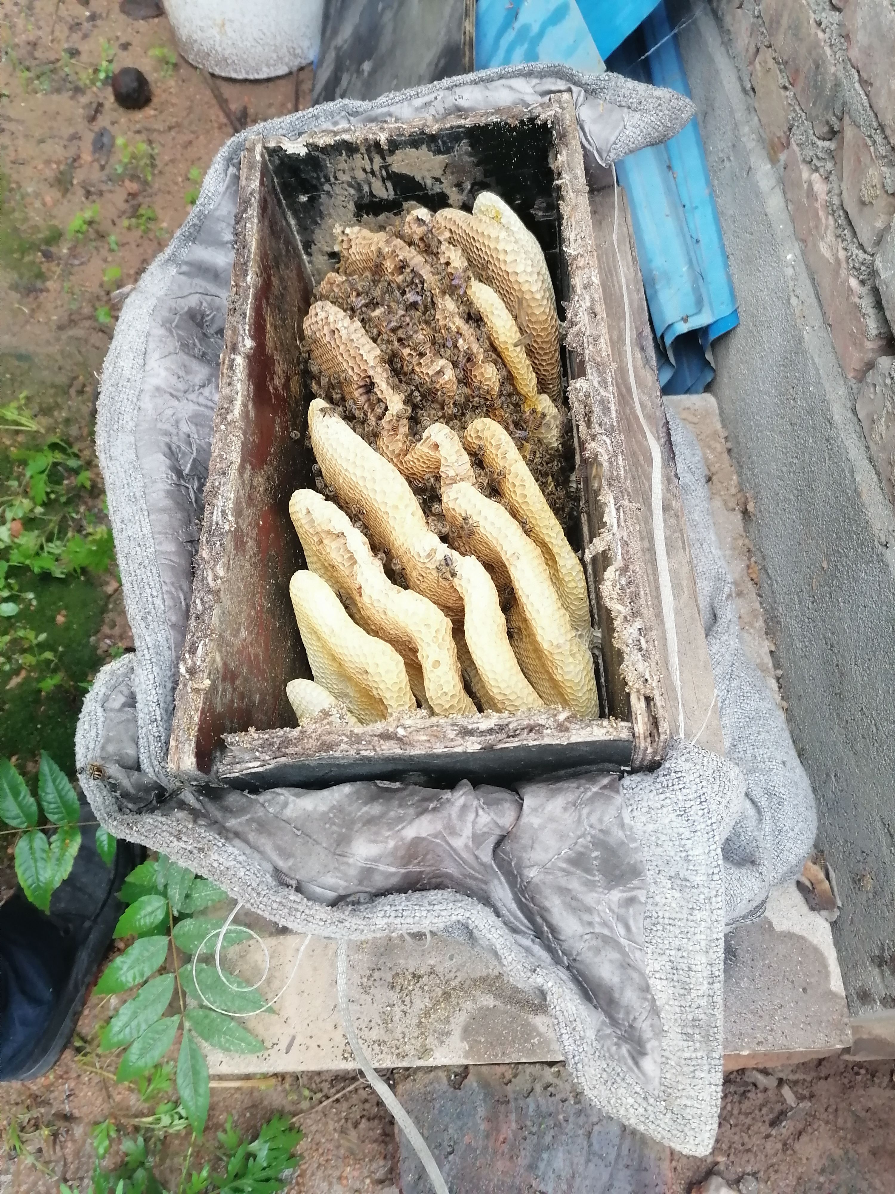 土蜂蜜 农产品一手货源