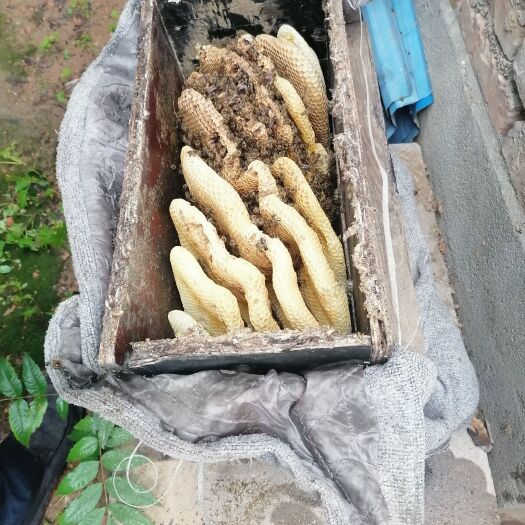 内乡县土蜂蜜 农产品一手货源