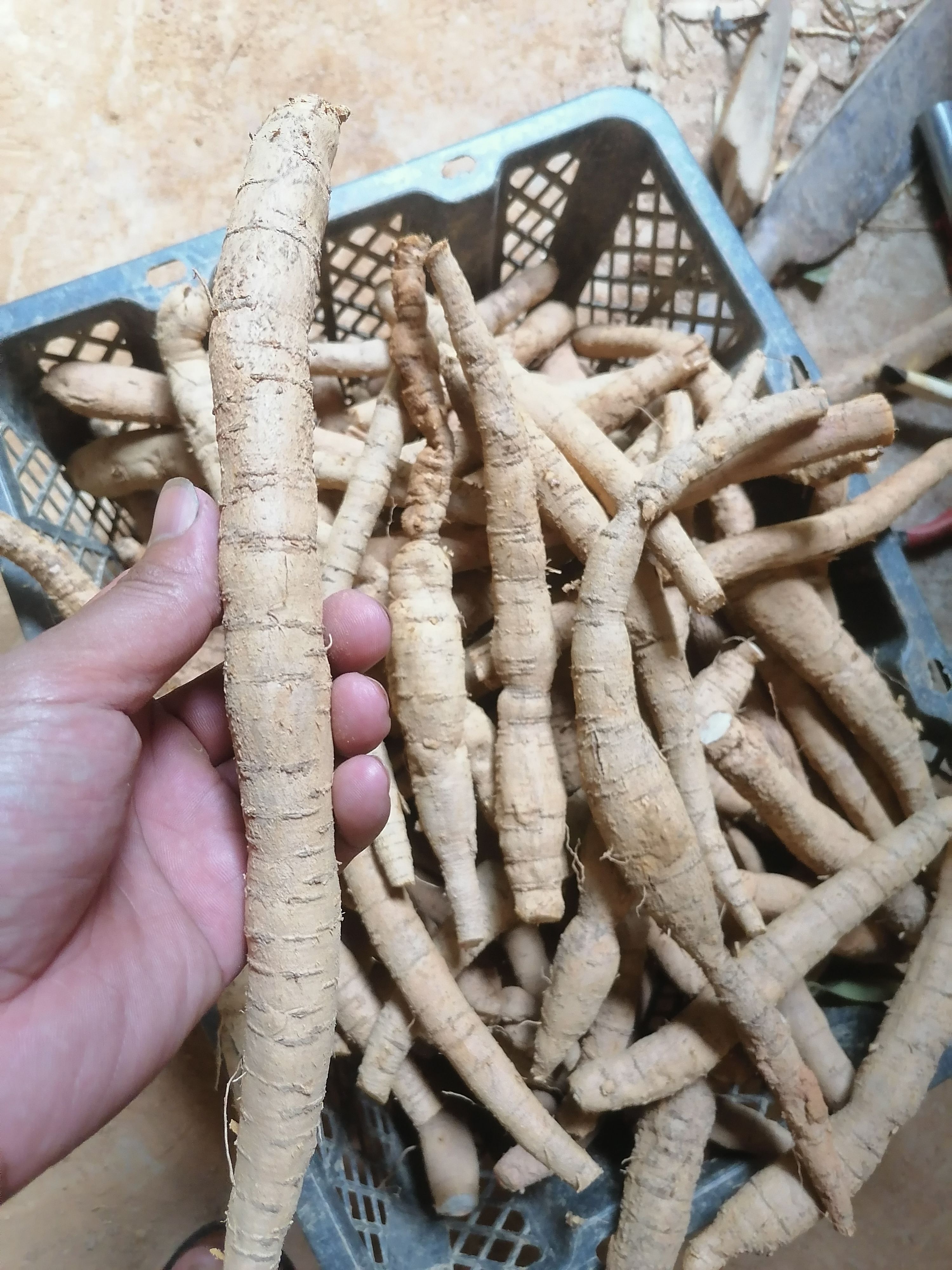  牛大力著