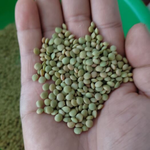 景泰县精品小颗粒绿扁豆，甘肃特产！