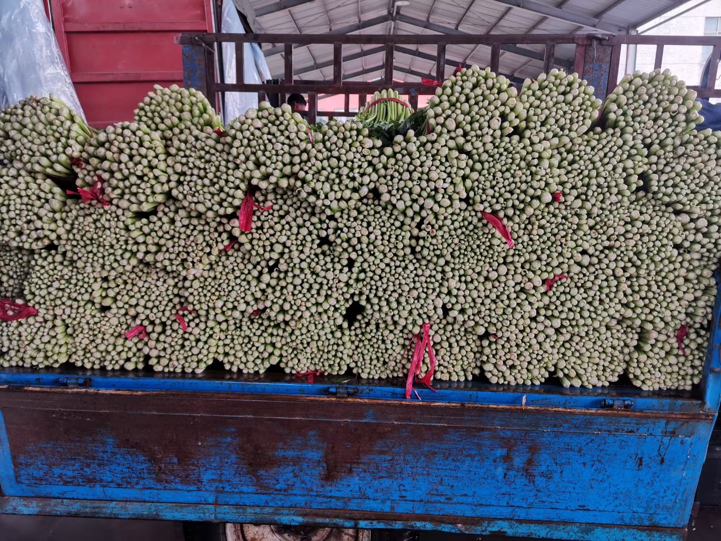 野芹菜  精品芹菜！大量供应！诚信为本！非诚勿扰！