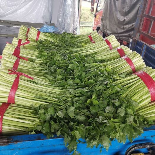 丰县野芹菜  精品芹菜！大量供应！诚信为本！非诚勿扰！
