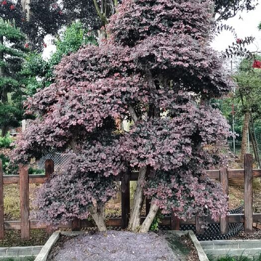 浏阳市黑珍珠红继木  造型红继木桩，造型红继木，红继木桩基地，大量