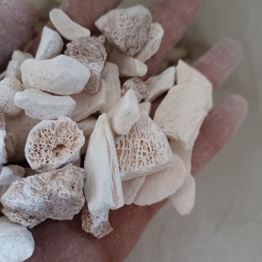 龙骨 五花龙骨 批发各种中药材花茶 矿石康辰药业  量大从