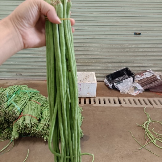 德保县长豇豆 豇豆