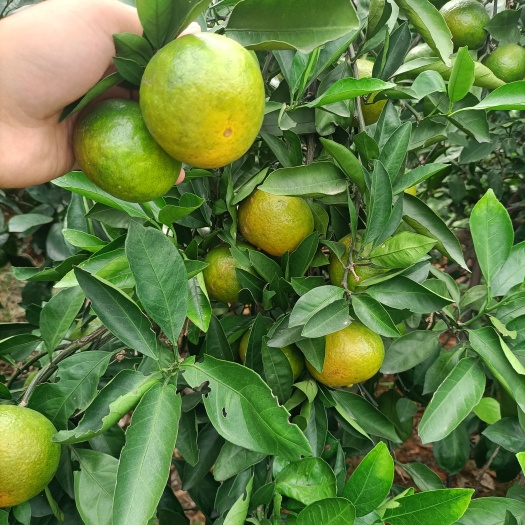 樟树市蜜桔 普早蜜橘 皮红肉薄 口感好