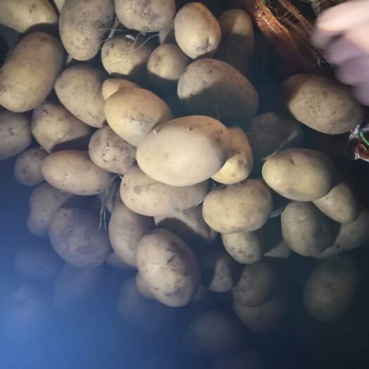 太仆寺旗迷你土豆 迷你小土豆
