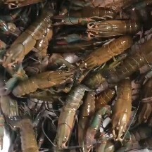 淮安中国龙虾 蓝龙大量有货