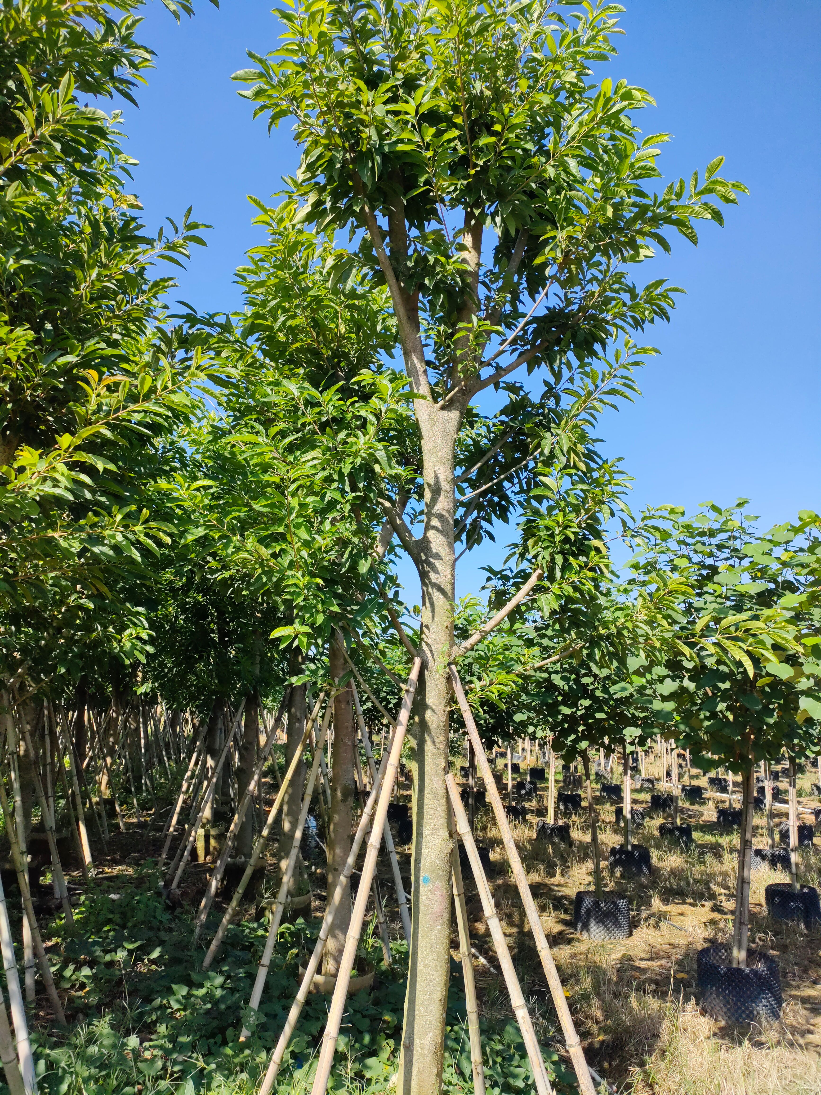  大叶榕15-18分骨架货