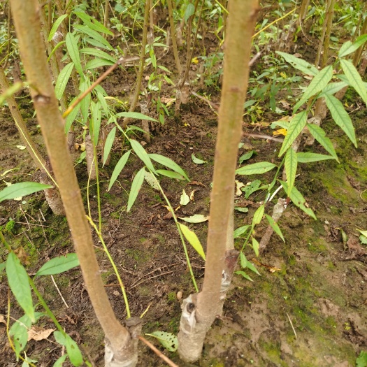 西华县冰糖李树苗 冰糖青李子树苗供应规格齐全脆红李子树苗蜂糖李子苗