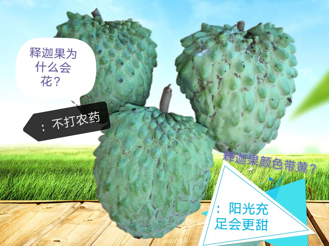 释迦果番荔枝自己家的水果已经成熟果肉鲜美香糯Q甜欢迎大家品尝