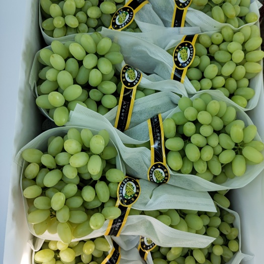 高碑店市新疆无核白葡萄