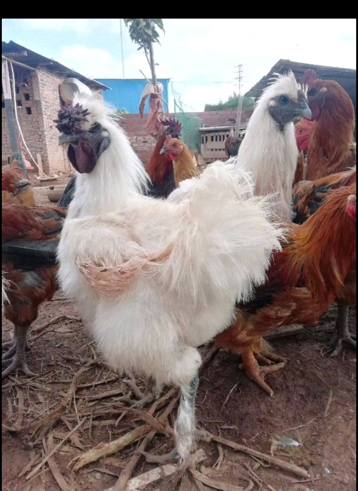 云南（农科院）竹七白凤乌鸡苗，肉用价值高，成活率好。