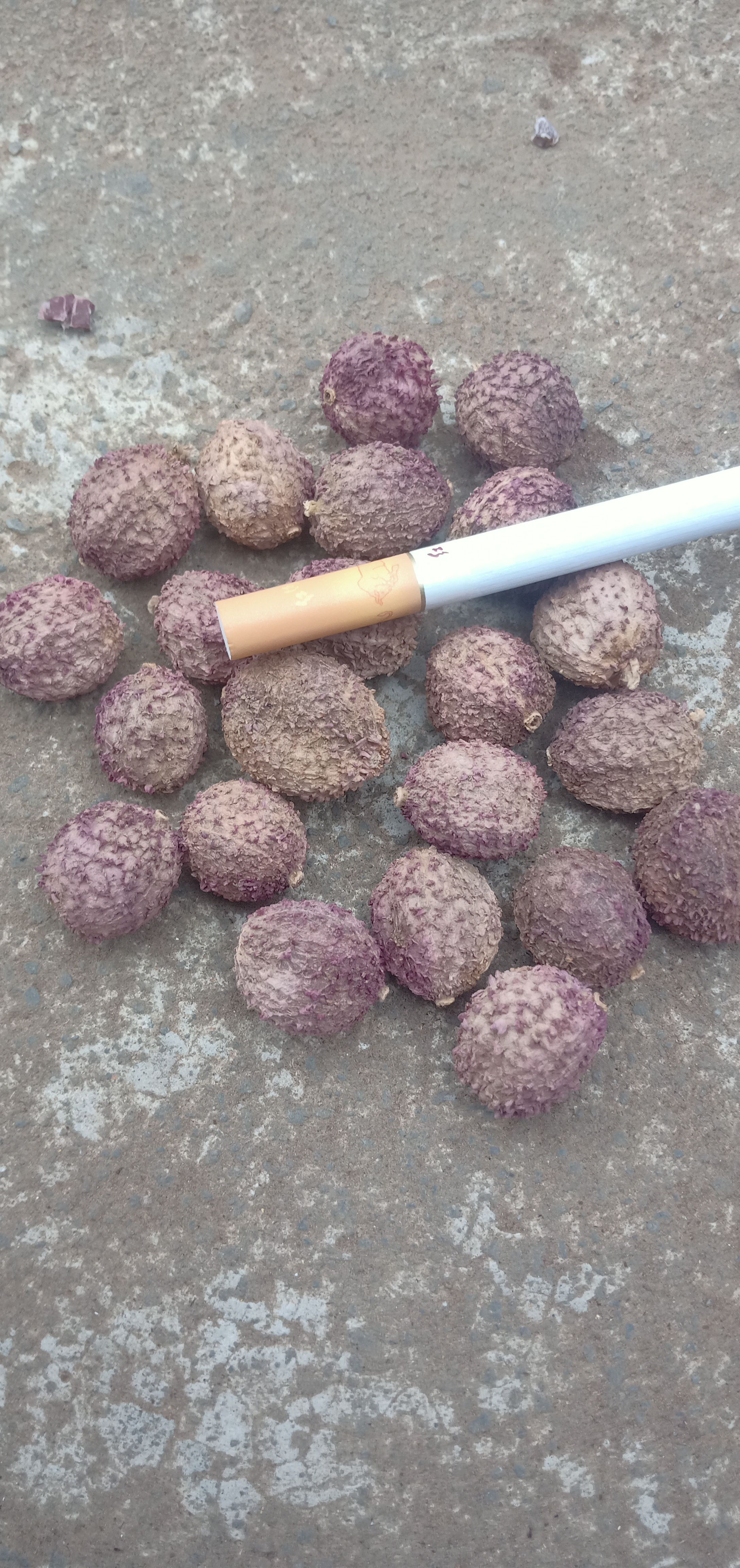 云南文山产地直供，阳春砂仁