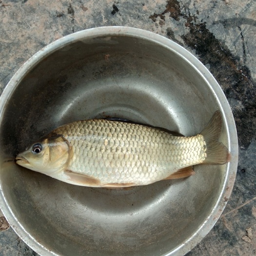 建鲤  鲤鱼规格齐全，皮毛好，包下塘，基地直供