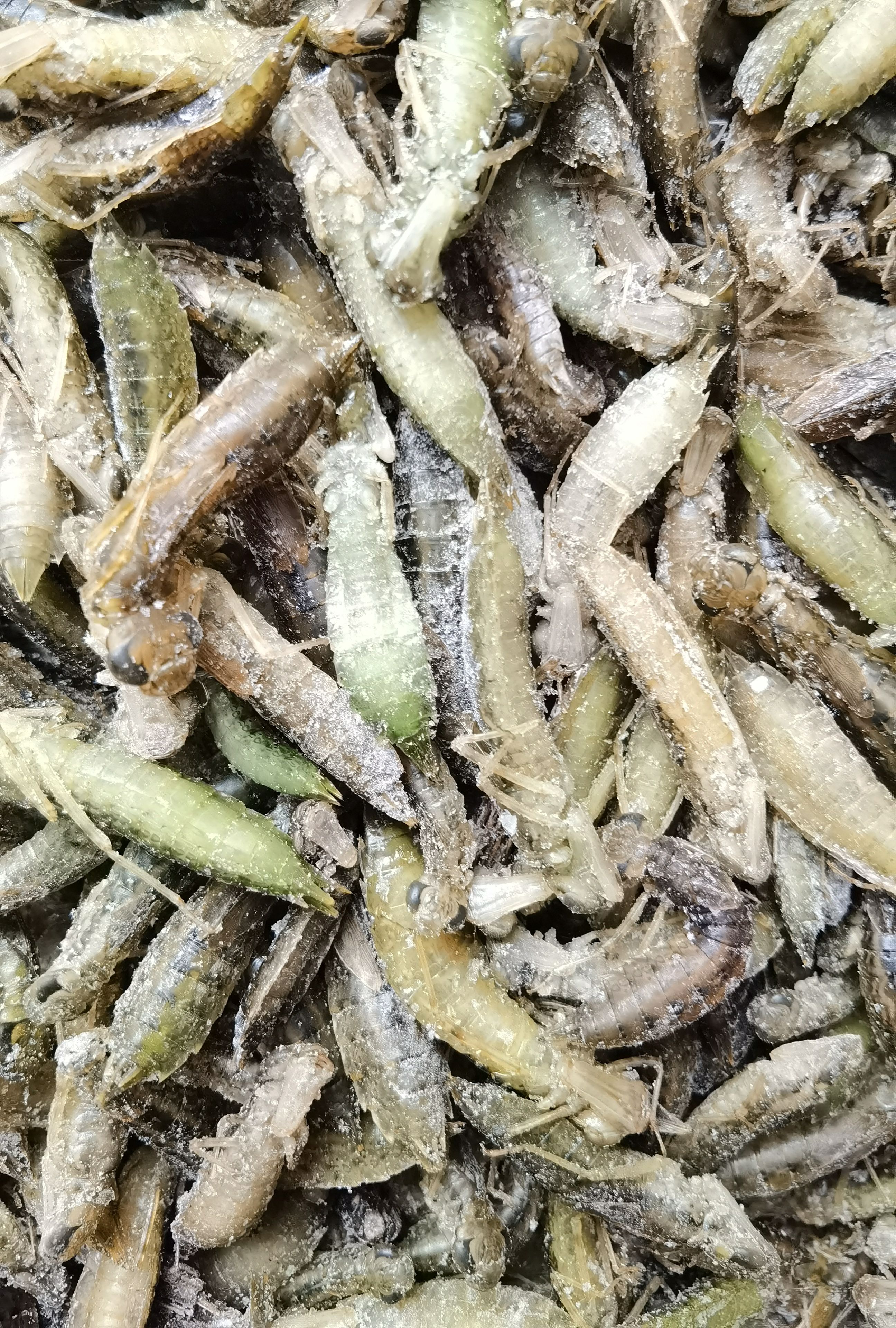 水蜻蜓，蜻蜓幼虫