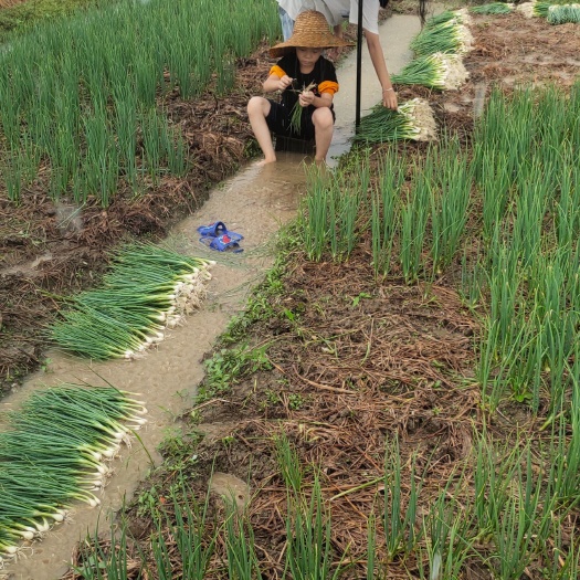廉江市香葱  大丰收了