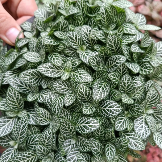 青州市网纹草盆栽 （可剪叶发货） 网纹草 多色网纹