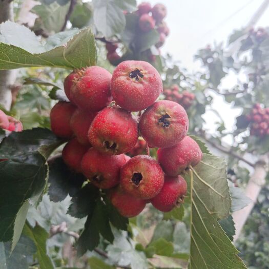 平邑县大金星山楂 个头大，色泽好，沂蒙山区产地