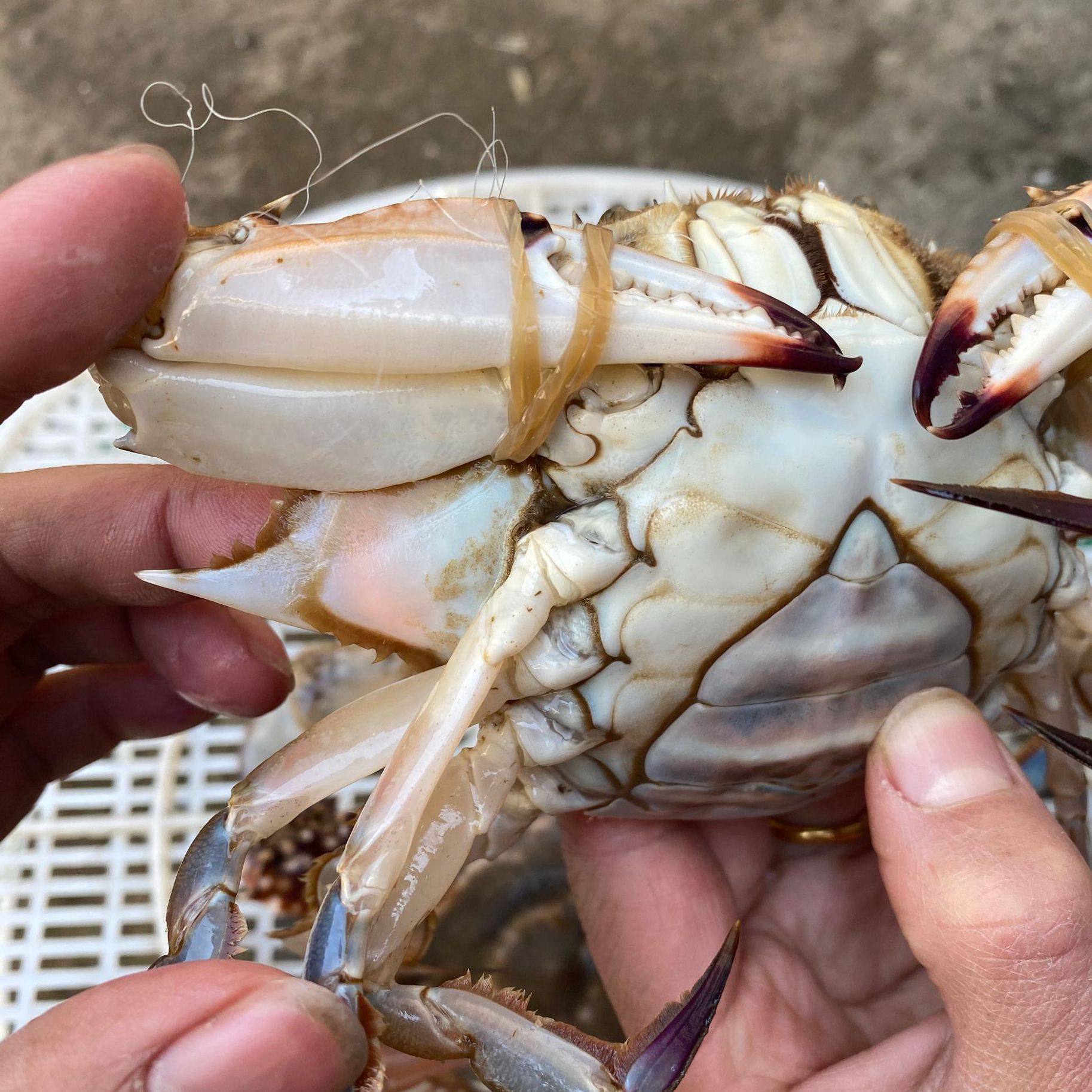  海捕梭子蟹明膏，带膏，批发，零售，价格实惠，量大优惠