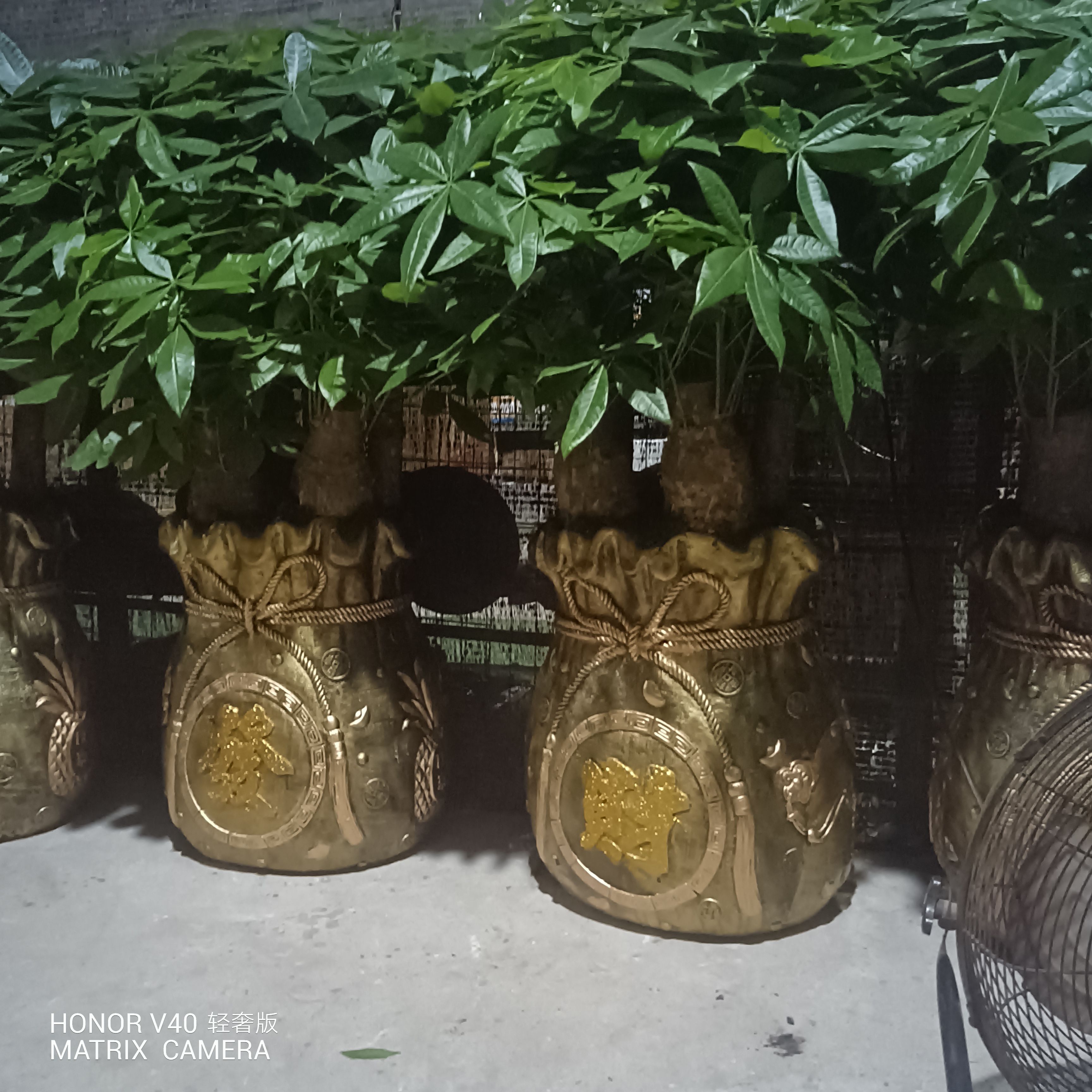  发财树五拼组盆陶瓷组盆发财树厂家纸箱