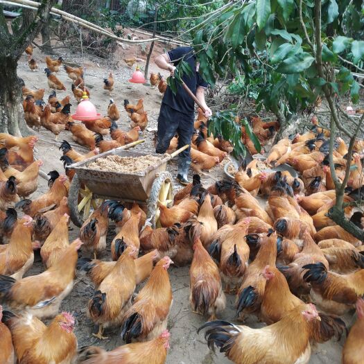 珠海果园自养土鸡