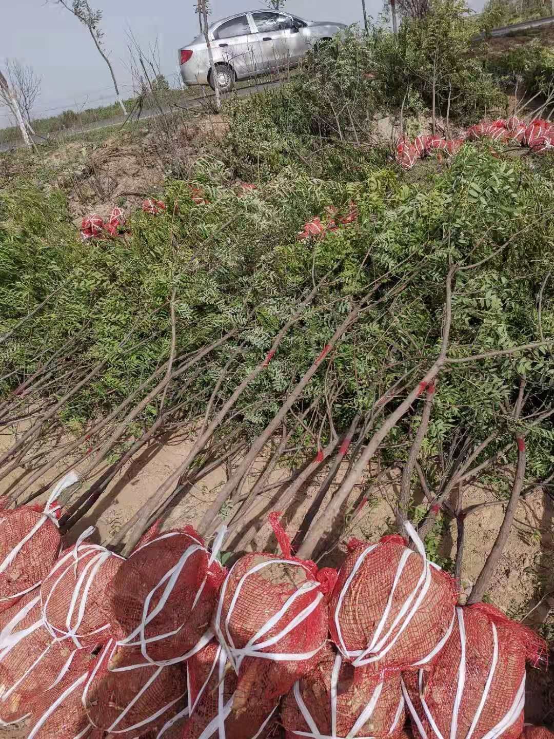 文冠果树苗  文冠果苗产地，文冠果小苗批发，山西文冠树苗直销