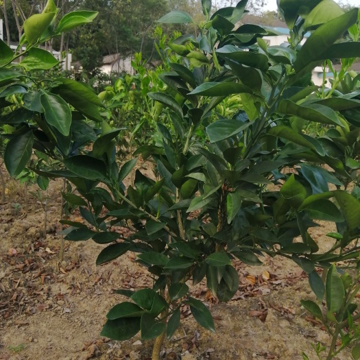 松滋市伦晚脐橙苗  伦晚假植苗