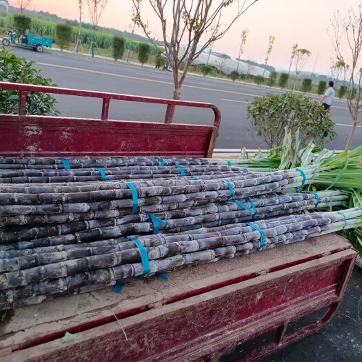 歙县 黑皮甘蔗大量供应