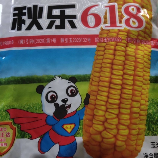 柘城县国家审定高产玉米新品种秋乐618，大灾之年，产量就是不一般