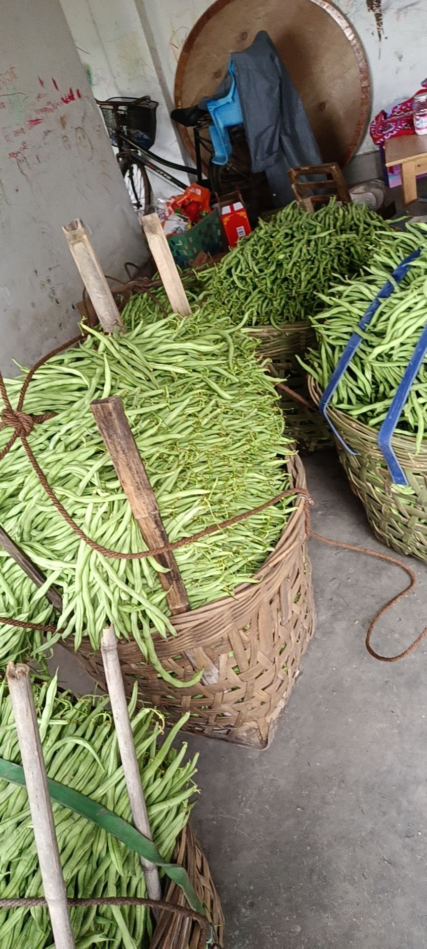 无筋四季豆 精品无经豆