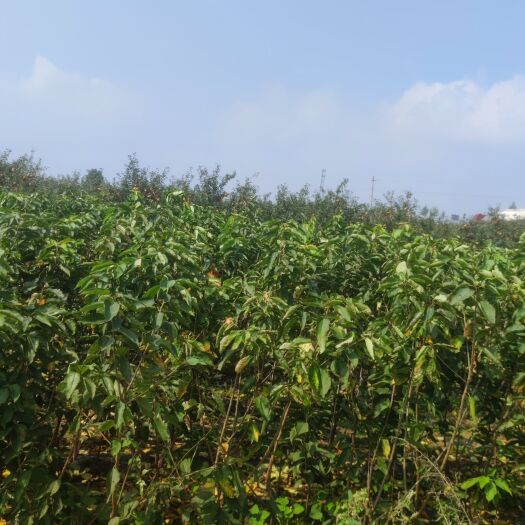 栖霞市美早苗  樱桃苗