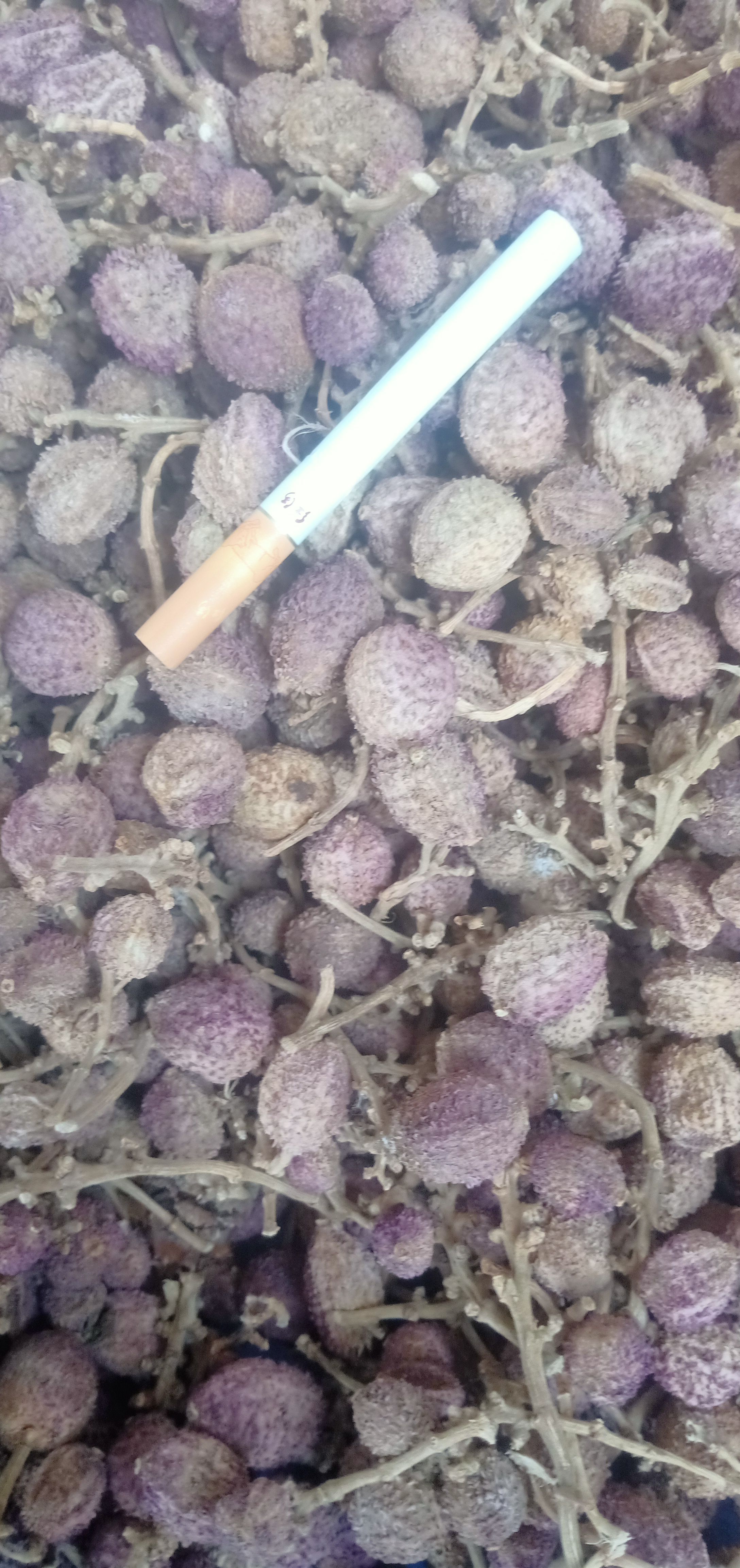 云南文山产地直供，阳春砂仁