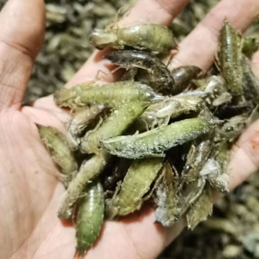沧州水蜻蜓，蜻蜓幼虫