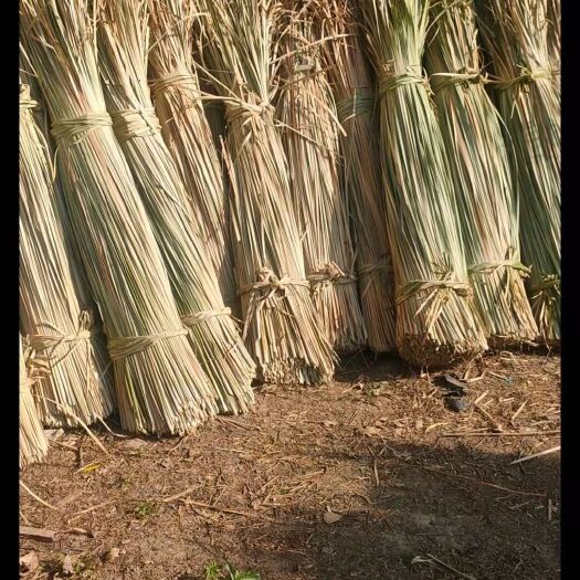 安新县长期供应干蒲草，蒲草绳，蒲草