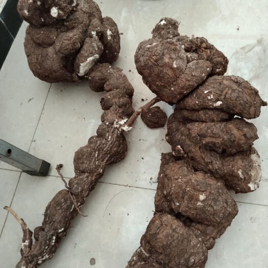 双柏县茯神  ，林地茯苓，还原自然生长规律，提高产品质量，享受品质生