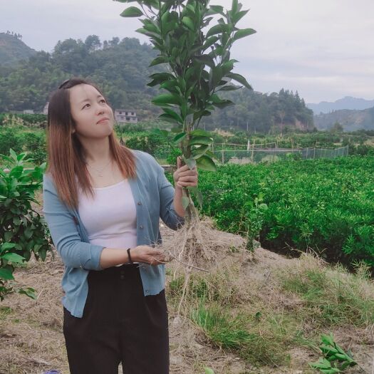 秀山 非常漂亮的纽荷尔脐橙苗