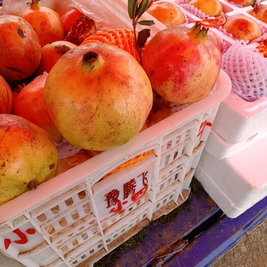 伊川县无核柿子  孟津区石门村突尼斯软籽石榴生产种植基地。