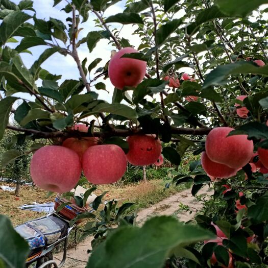 红富士苹果 宁夏中卫市纸袋、光果富士红了