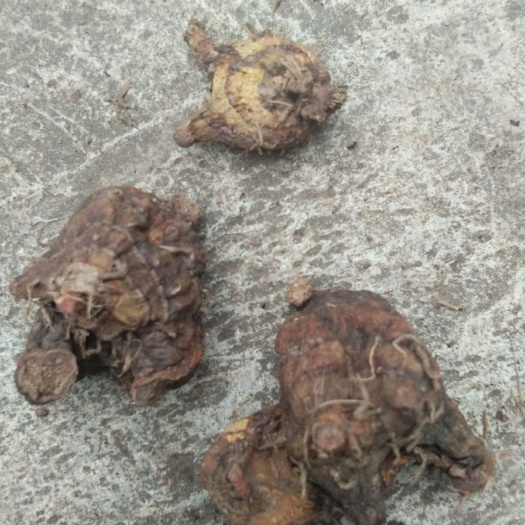 大邑县白及 