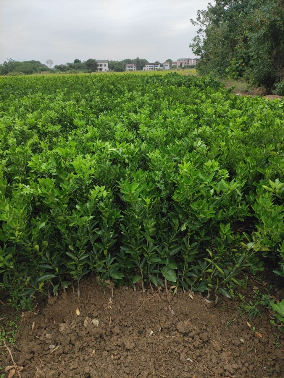 埃及糖橙苗橙子苗湖南嫁接柑桔果树苗甜橙苗