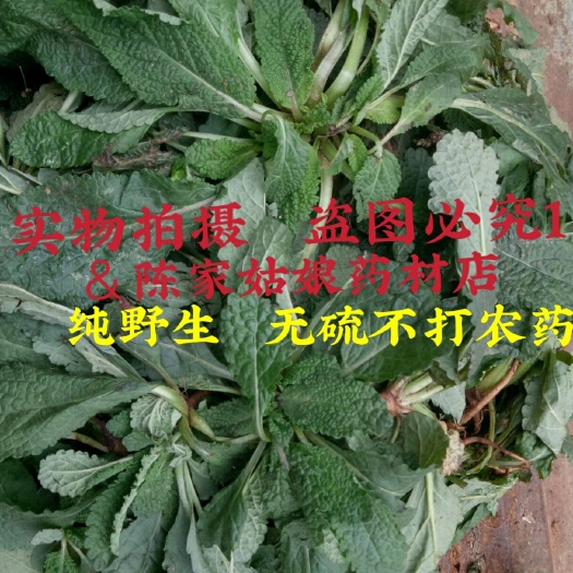 泌阳县纯阿婆新采癞蛤蟆草癞头皮棵天名精荔枝草皱皮菜