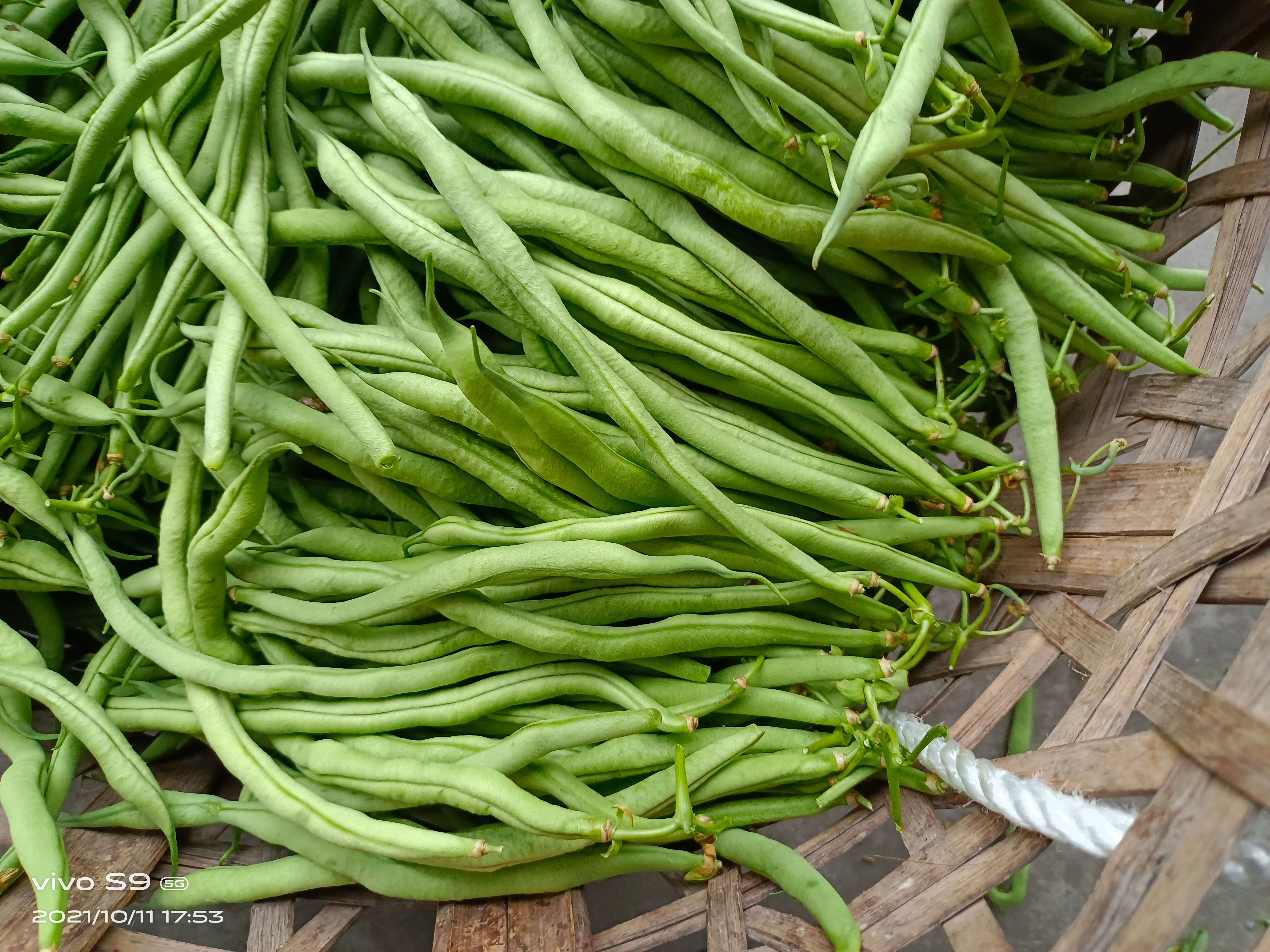 无筋四季豆 精品无经豆