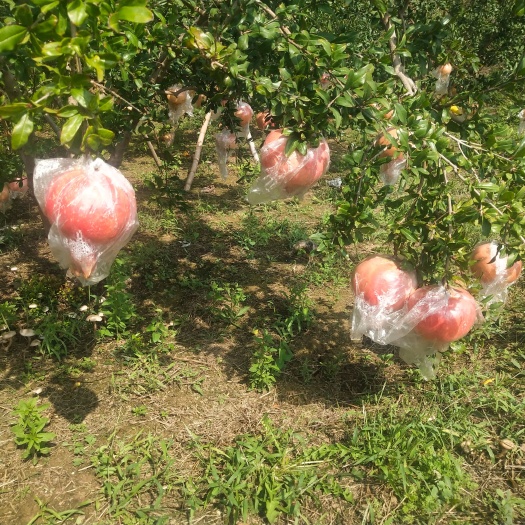 临猗县番石榴 甜石榴