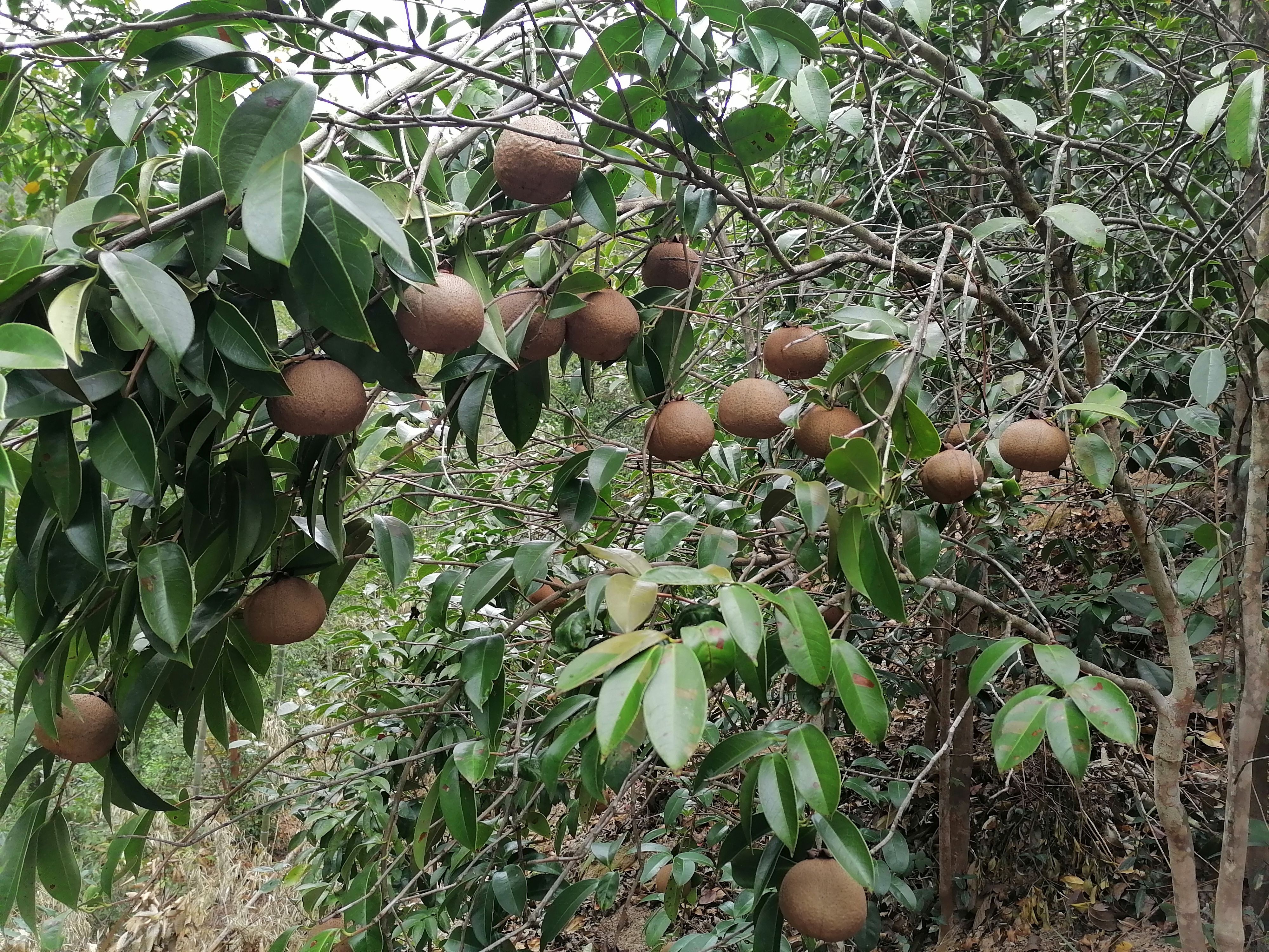 大果油茶 干籽