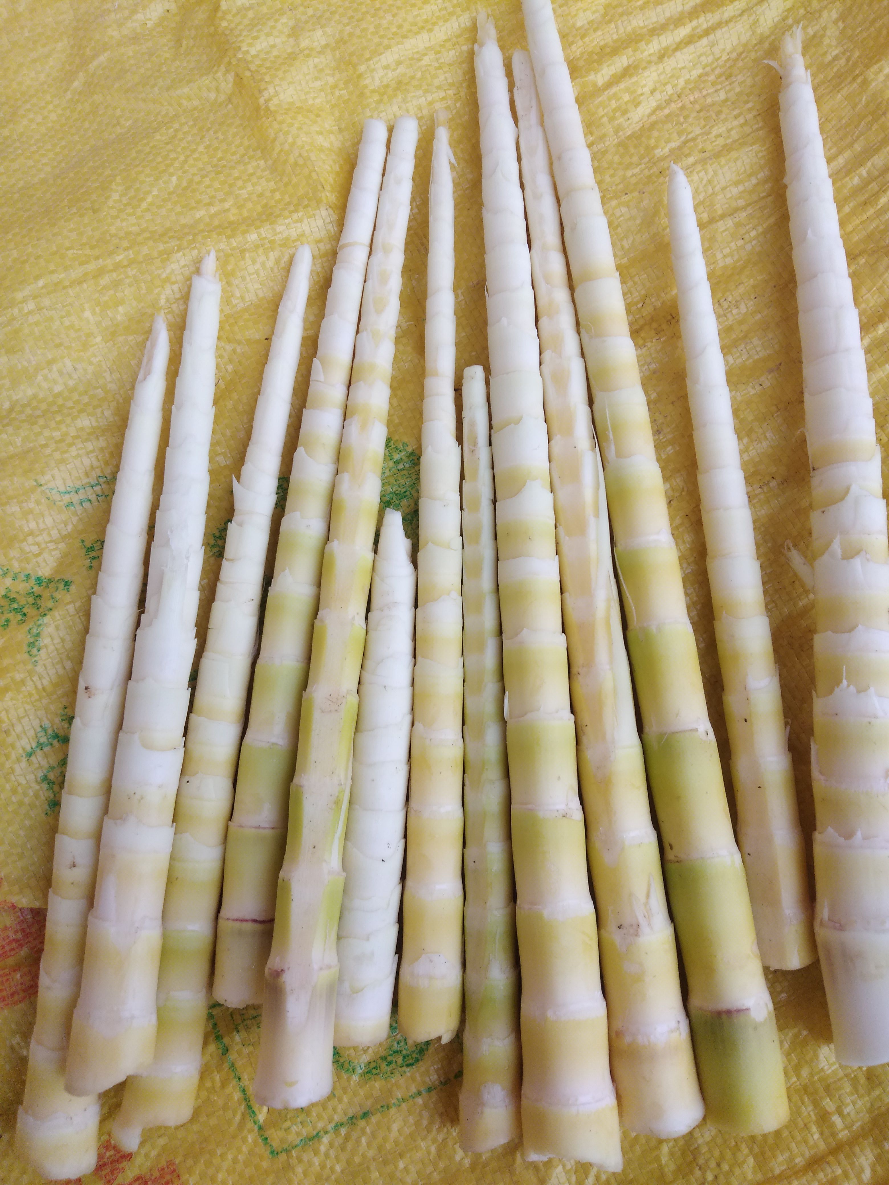 贵州特产，刺竹笋，天然无污染，地地道道的原生食材