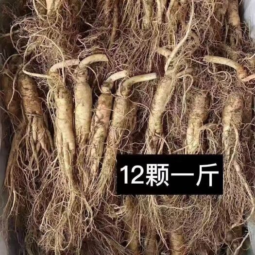靖宇县高丽参 当年鲜